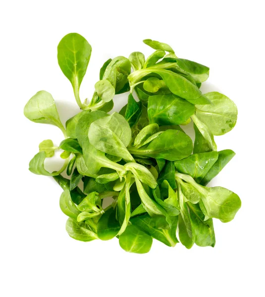 Salat Isoliert Auf Weiß — Stockfoto