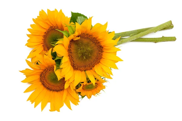 Sunflowers Isolated White Background — Stock Photo, Image