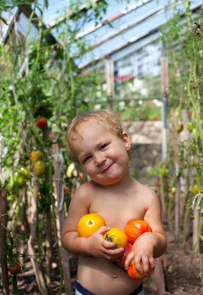 Menino Bonito Pegando Tomates — Fotografia de Stock