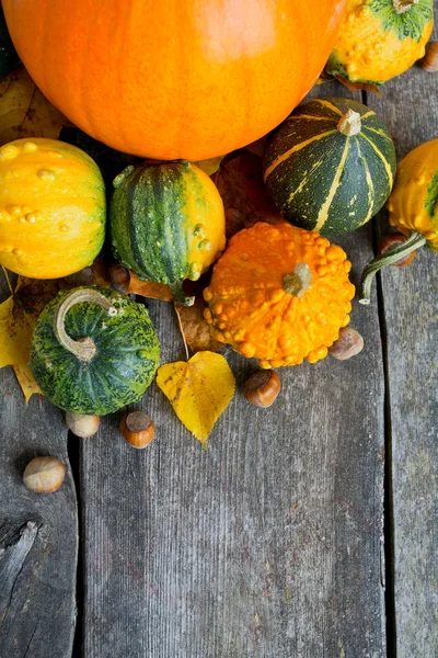 Calabazas Amarillas Maduras Coloridas —  Fotos de Stock