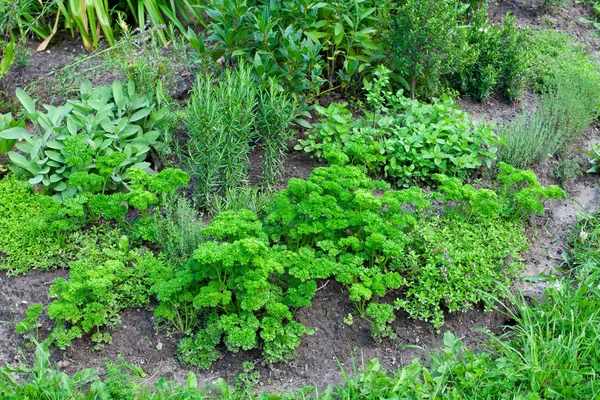 Green Parsley Growing Garden — Stock Photo, Image