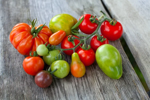 Kleurrijke Verse Rijpe Tomaten — Stockfoto