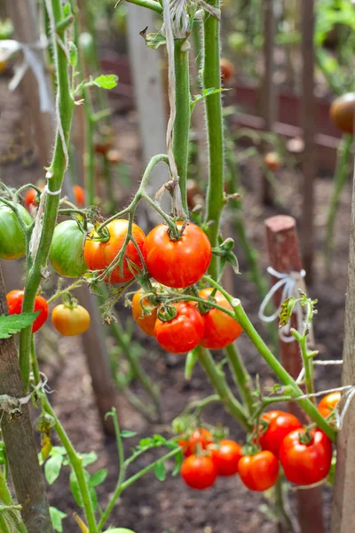 Colorful Fresh Ripe Tomatoes — Stock Photo, Image