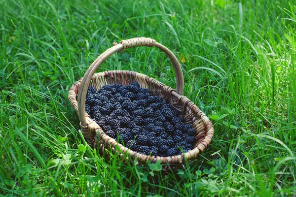 Brombeeren Korb Auf Gras — Stockfoto