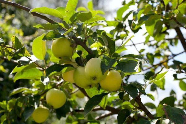 Ramas Manzana Con Manzanas Verdes —  Fotos de Stock