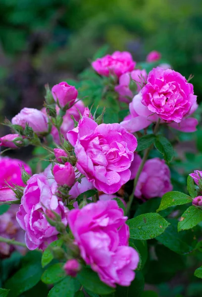 Różowy Róż Ogrodzie — Zdjęcie stockowe