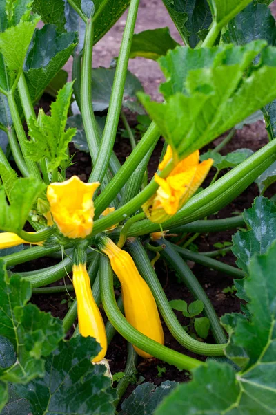 Zucchini Växande Vägg Bakgrund Närbild — Stockfoto
