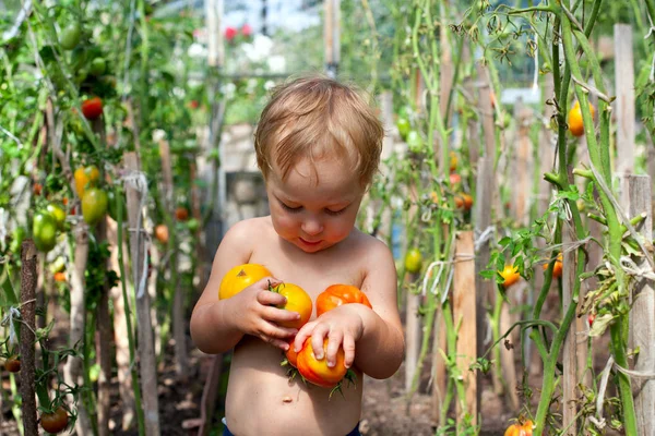 Menino Bonito Pegando Tomates — Fotografia de Stock