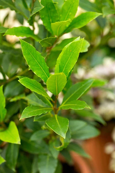 Bay Leaf Growing Close — Stock Photo, Image