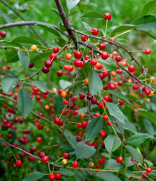 Cerezas Rojas Que Crecen Jardín —  Fotos de Stock