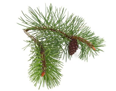 Beyaz arka plan üzerinde izole çam ağacı kozalakları