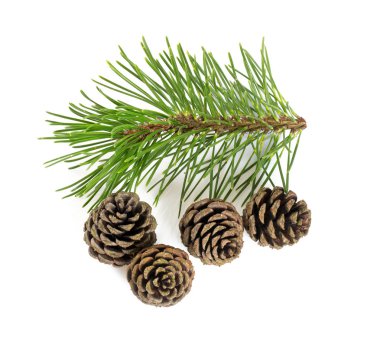 Beyaz arka plan üzerinde izole çam ağacı kozalakları