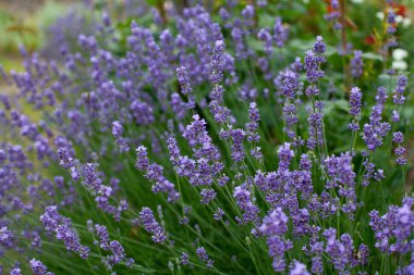 taze lavanta çiçekleri Bahçe