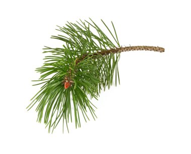 çam dalı beyaz arkaplanda izole edildi