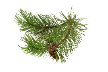 Beyaz arka plan üzerinde izole çam ağacı kozalakları