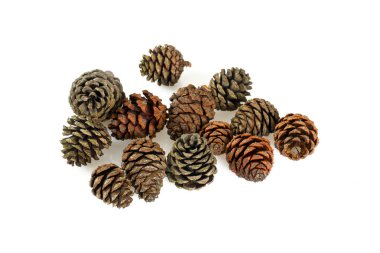 Beyaz arka plan üzerinde izole çam ağacı kozalakları