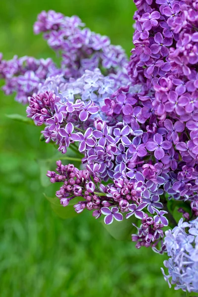 Mooie Bloeiende Lila Een Tuin — Stockfoto