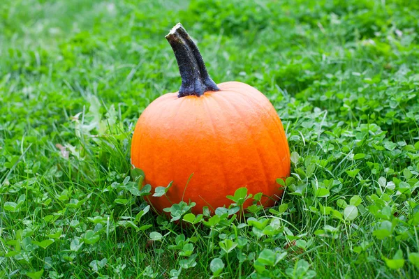 Citrouilles Mûres Sur Herbe Verte — Photo