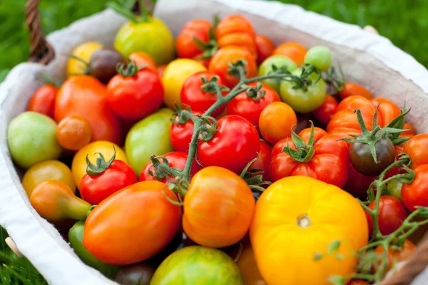 Kleurrijke Tomaten Mand — Stockfoto
