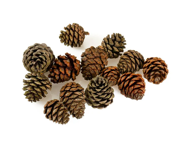 609,539 Pine Cone Images, Stock Photos, 3D objects, & Vectors