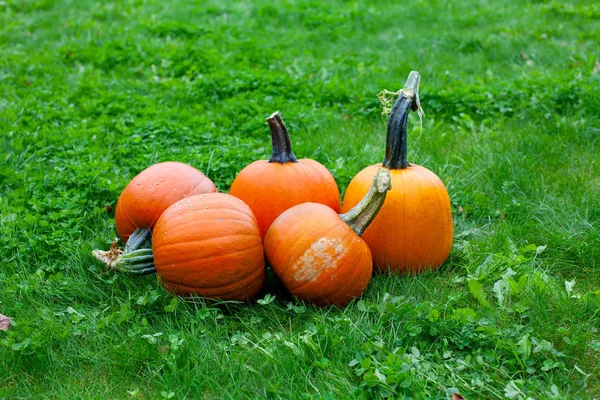 Calabazas Maduras Sobre Hierba Verde —  Fotos de Stock