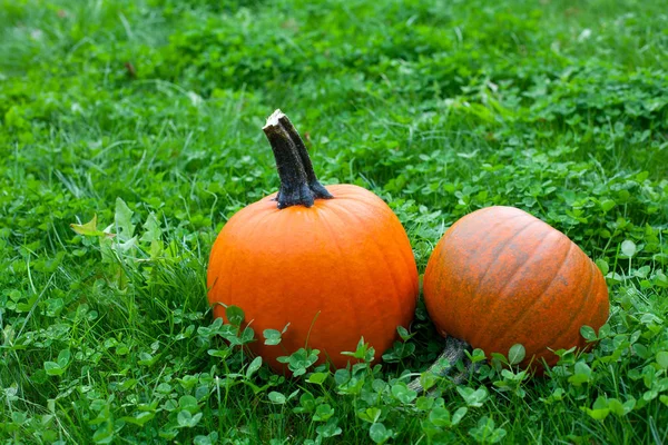 Citrouilles Mûres Sur Herbe Verte — Photo