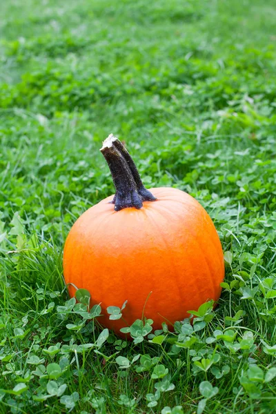 Calabazas Maduras Sobre Hierba Verde —  Fotos de Stock