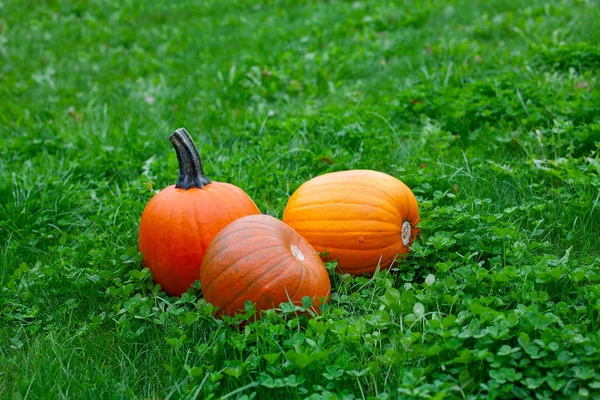 Calabazas Maduras Sobre Hierba Verde —  Fotos de Stock