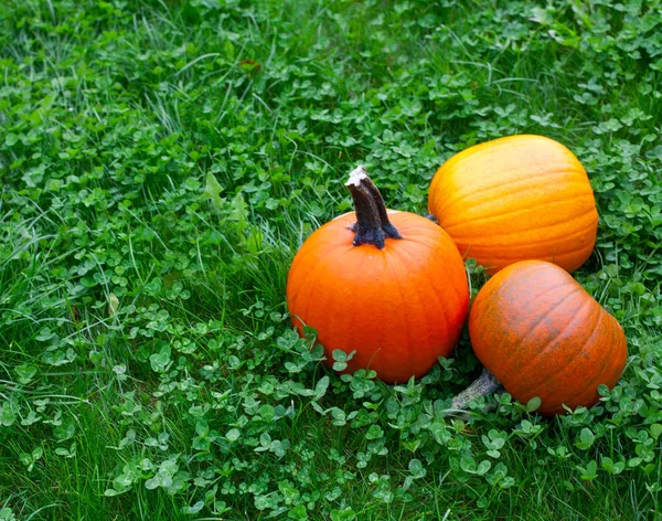 Calabazas Maduras Sobre Hierba Verde —  Fotos de Stock