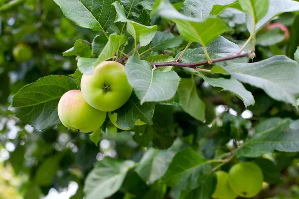 Ramas Manzana Con Manzanas Verdes —  Fotos de Stock
