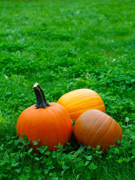 Citrouilles Mûres Sur Herbe Verte — Photo