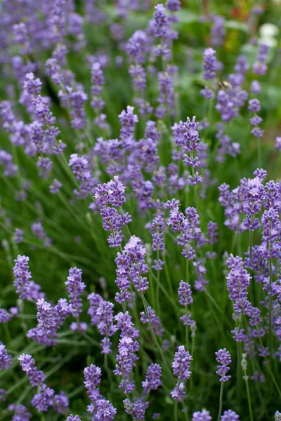 Verse Lavendel Een Tuin — Stockfoto
