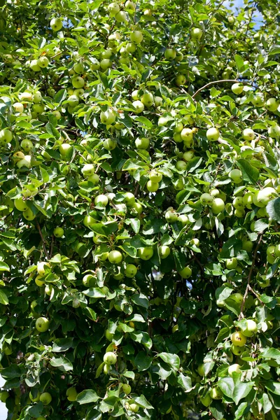 Manzanas Verdes Ramas —  Fotos de Stock