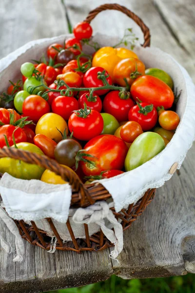 바구니에 다채로운 토마토 — 스톡 사진