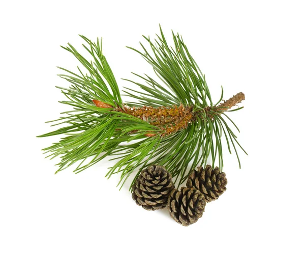 Pine Tree Cones Isolated White Background — Stock Photo, Image