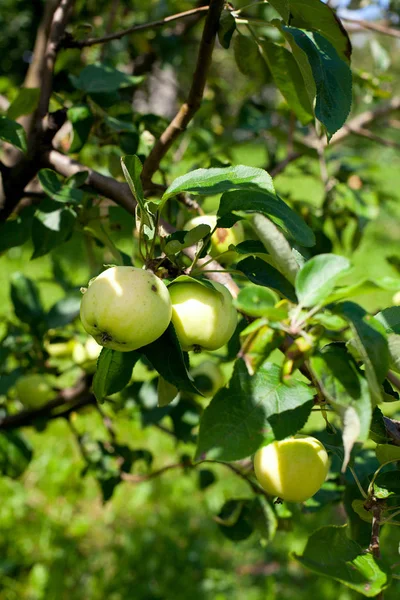 Yeşil Elma Ile Elma Dalları — Stok fotoğraf