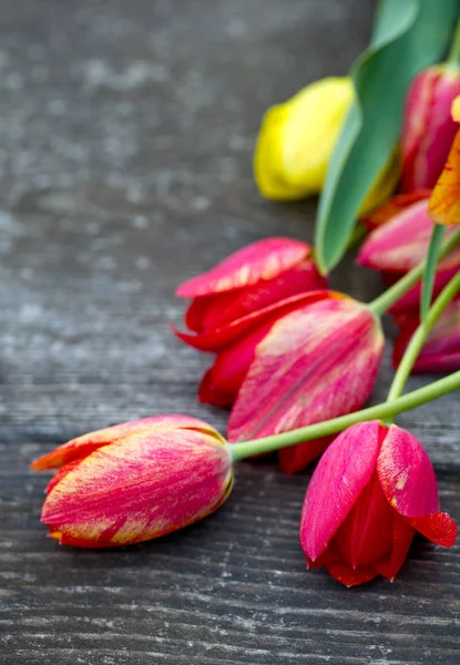 Színes Tulipán Felületre — Stock Fotó