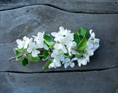 Ahşap yüzey üzerinde elma çiçeği