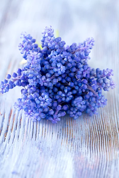 Blå Muscari Blommor Druvor Hyacint Trä Bakgrund — Stockfoto