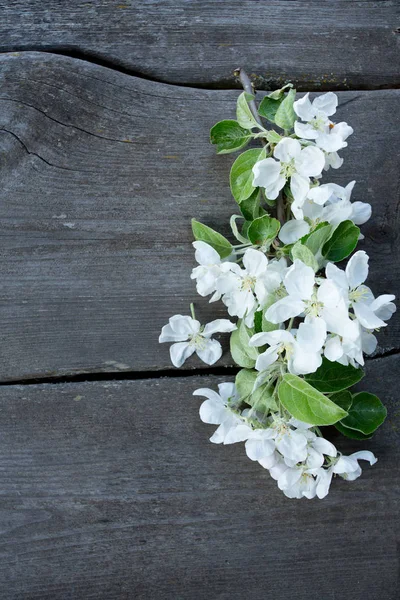 Apple Blossoms Wooden Surface — Stock Photo, Image