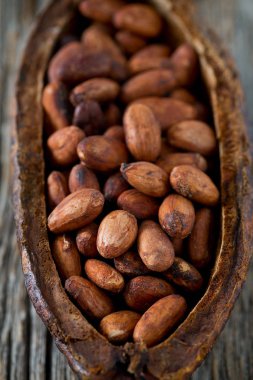 taze kahverengi kakao çekirdekleri