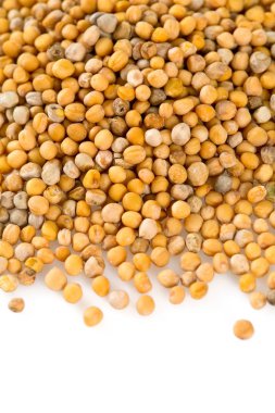 Hardal beyaz üzerine izole