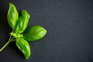 gri yüzeyinde taze fesleğen yaprağı