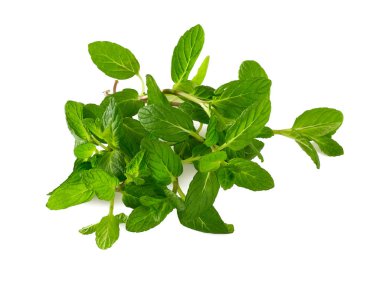 Beyaz arkaplanda izole edilmiş nane yaprakları