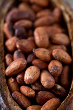 taze kahverengi kakao çekirdekleri