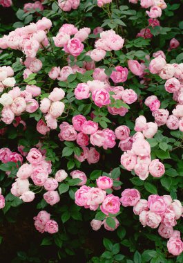 Bahçede açan güller