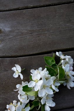 Ahşap yüzey üzerinde elma çiçeği