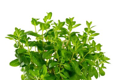 Beyaz arkaplanda izole edilmiş nane yaprakları