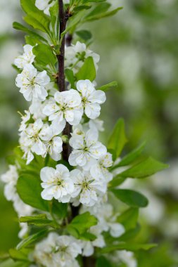bahar çiçekleri, görünümü kadar yakın