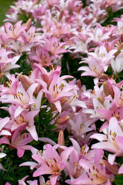 pembe lilyum, görünümü Kapat